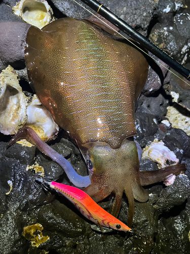 アオリイカの釣果
