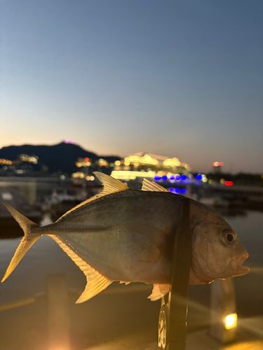 メッキの釣果