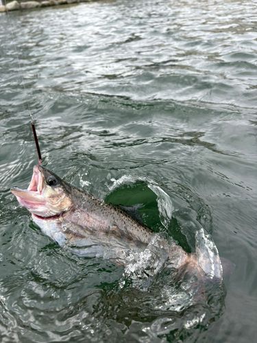 ニジマスの釣果
