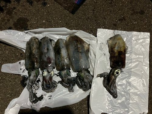 アオリイカの釣果