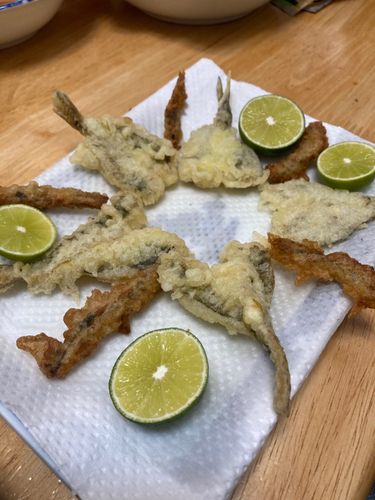 マハゼの釣果