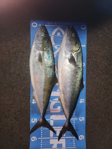 ワラサの釣果