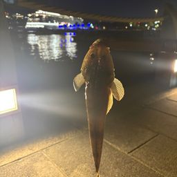 コチ