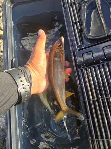 アユの釣果
