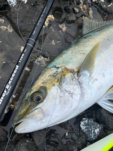 ヒラマサの釣果