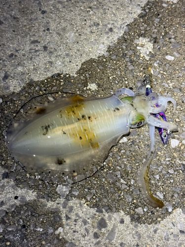 アオリイカの釣果