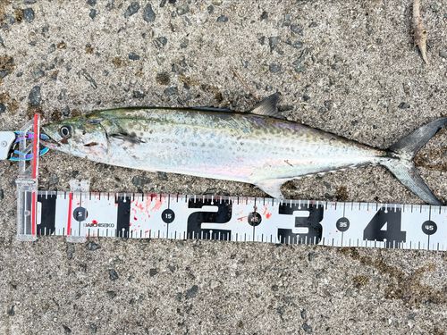 サゴシの釣果