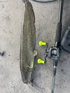 ナマズの釣果