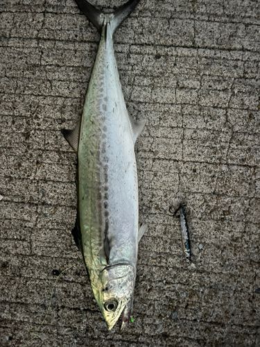 サゴシの釣果