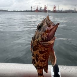 カサゴ