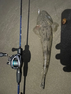 マゴチの釣果