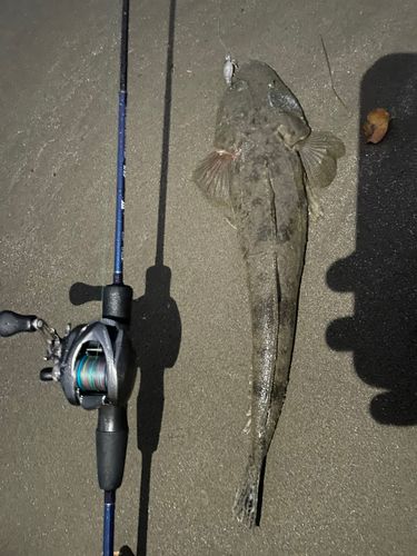 マゴチの釣果