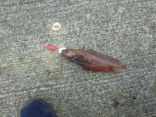 ドンコの釣果