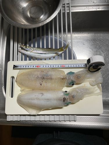 アオリイカの釣果