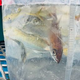 アジ