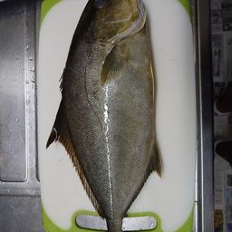 シオ