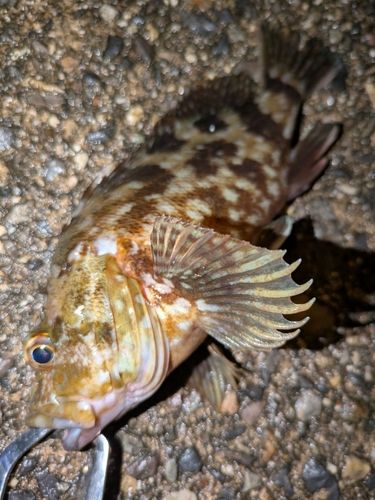 カサゴの釣果