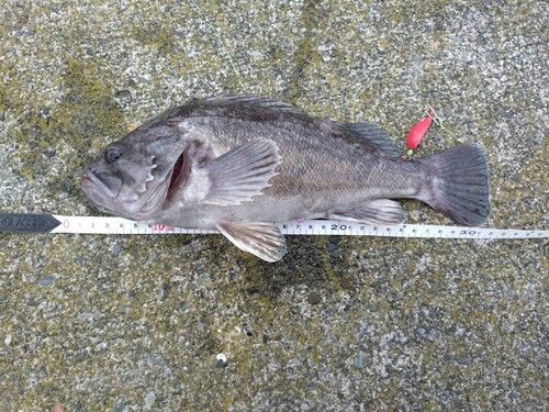 クロソイの釣果