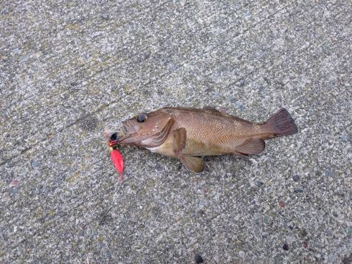 ガヤの釣果