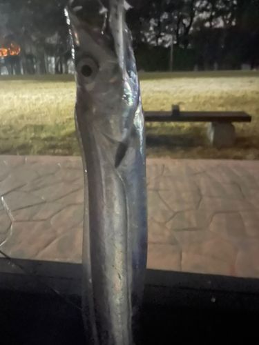 タチウオの釣果