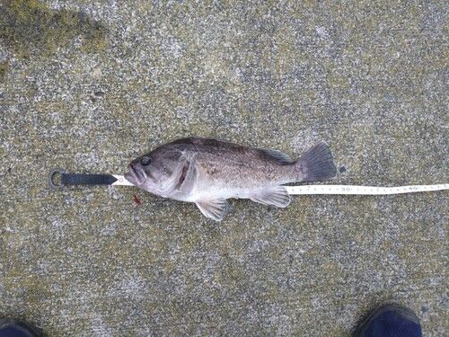 クロソイの釣果