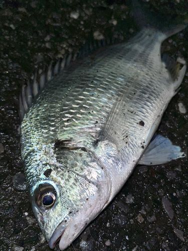 キチヌの釣果