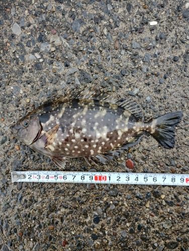 アイゴの釣果