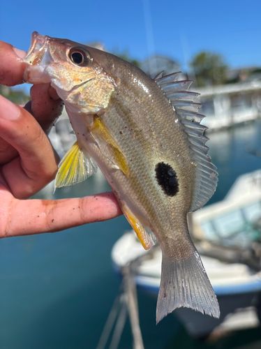 クロホシフエダイの釣果