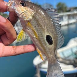 クロホシフエダイ