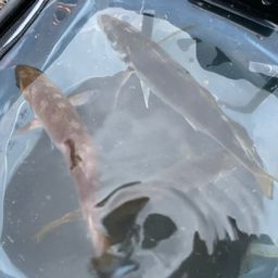 アジ