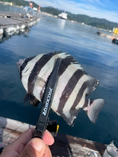 サンバソウの釣果
