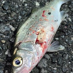 セイゴ（マルスズキ）