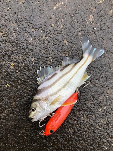 コトヒキの釣果