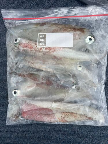 ヤリイカの釣果