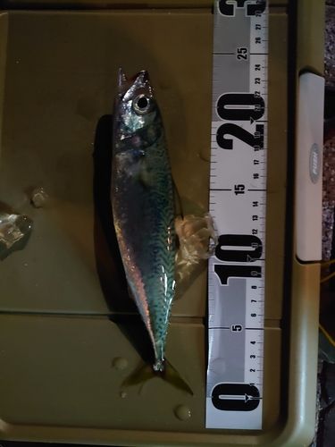 サバの釣果