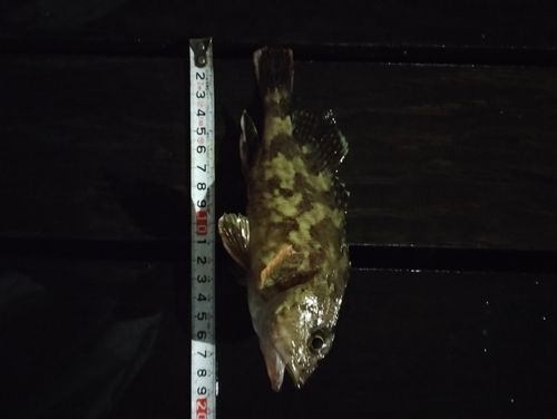 カサゴの釣果