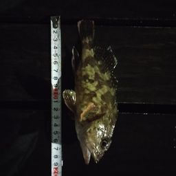カサゴ