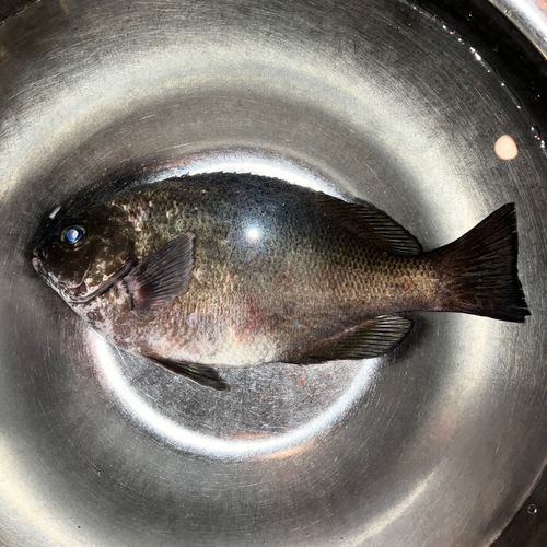 メジナの釣果