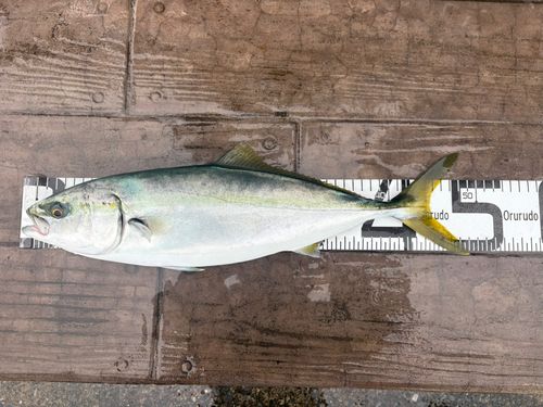 イナダの釣果