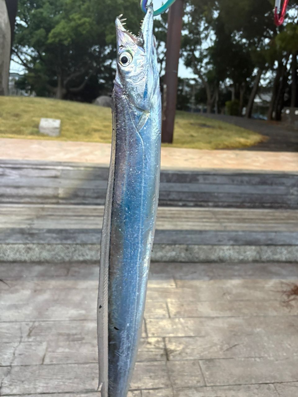 イナダ