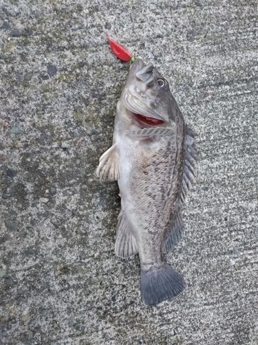 クロソイの釣果