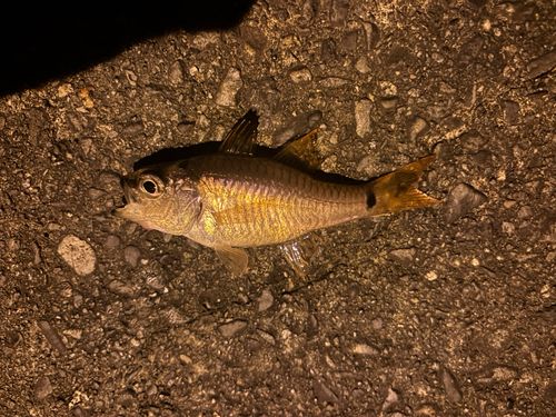 ネンブツダイの釣果
