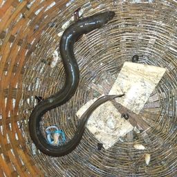 ウナギ