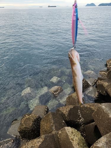 エソの釣果