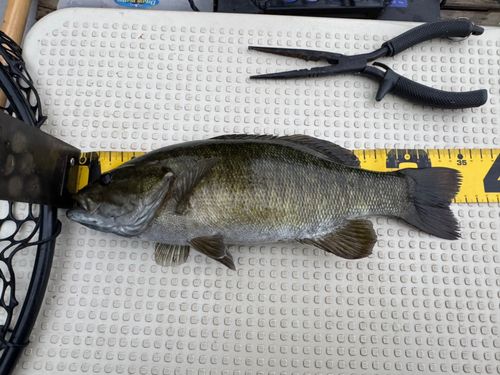 スモールマウスバスの釣果