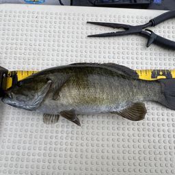 スモールマウスバス