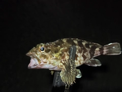 ウロハゼの釣果