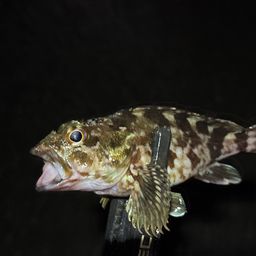 ウロハゼ