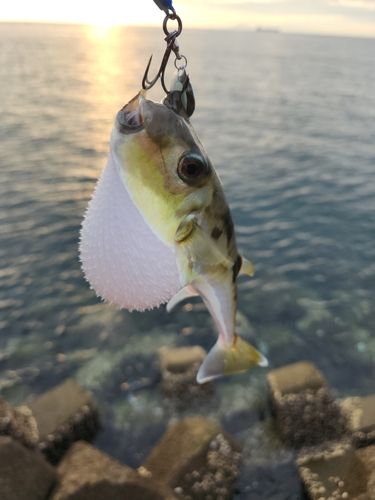 フグの釣果