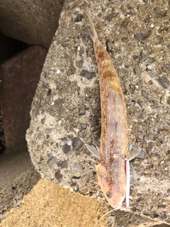 エソの釣果